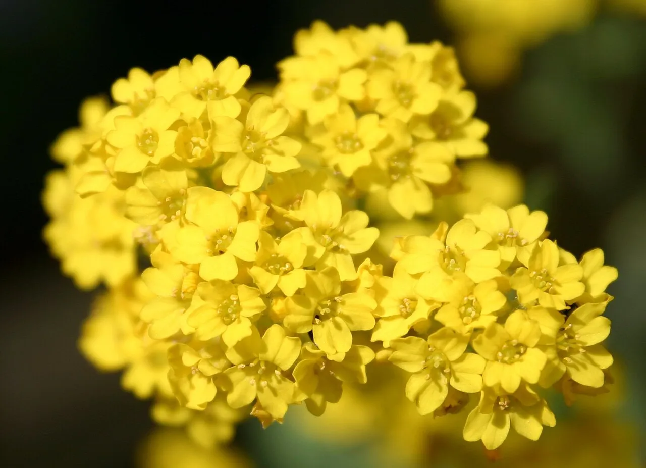 Basket Of Gold