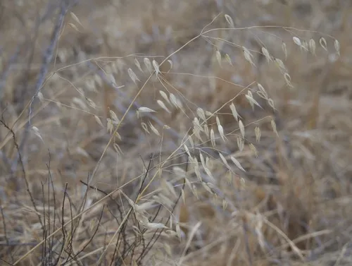 Wild Oat