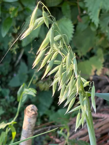 Common Oat