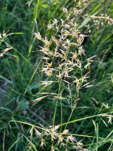 Downy Alpine Oatgrass