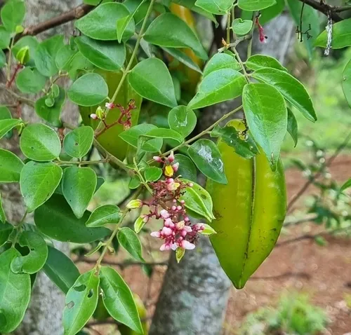 Carambola — photo by Nico Vromant