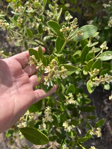 Black Mangrove