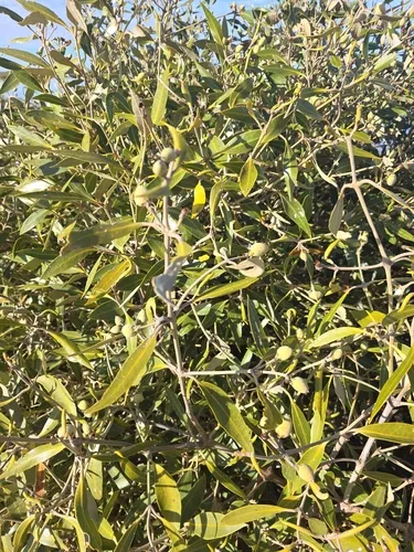 Gray Mangrove