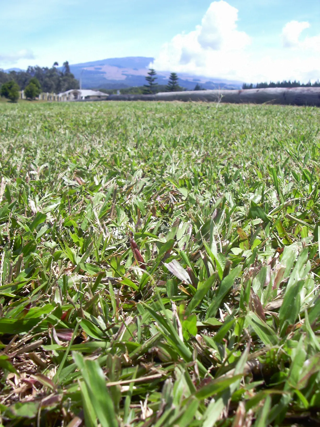 Broadleaf Carpetgrass