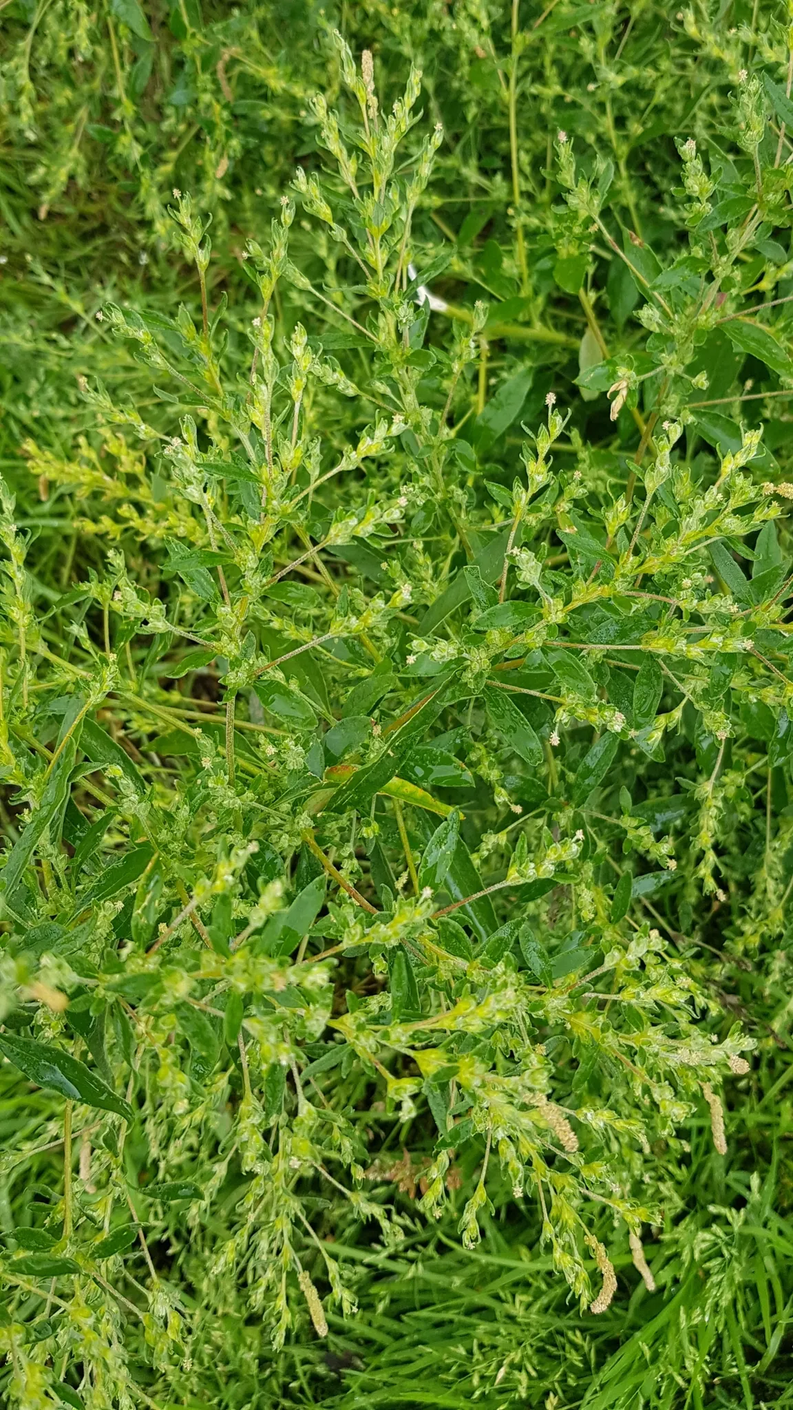 Russian Pigweed — photo by Urgamal Magsar