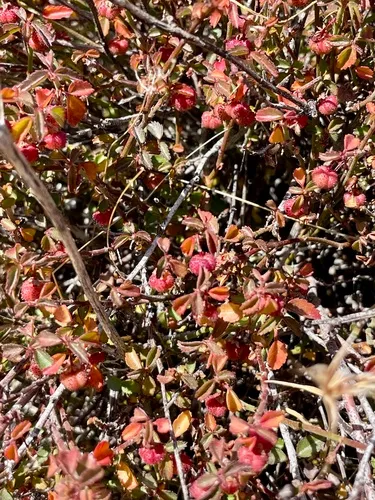 California Ayenia