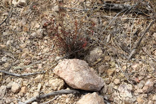 Trans-Pecos Ayenia — photo by Isaac Ethington