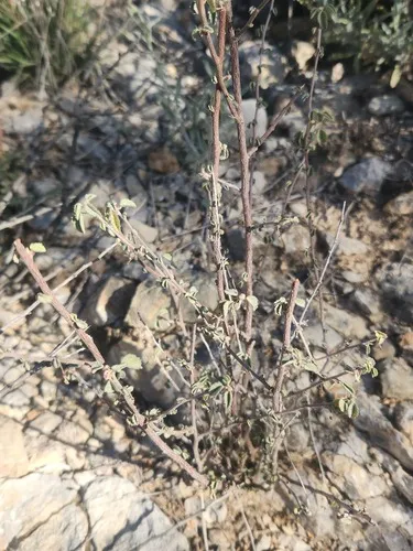 Dense Ayenia — photo by Dan Beckman