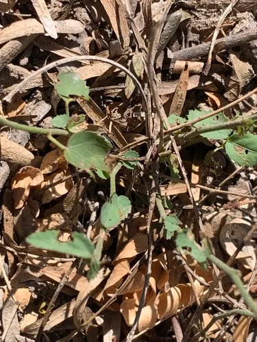 Hairy Ayenia