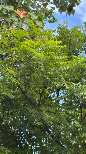 Neem — photo by sanahawwa