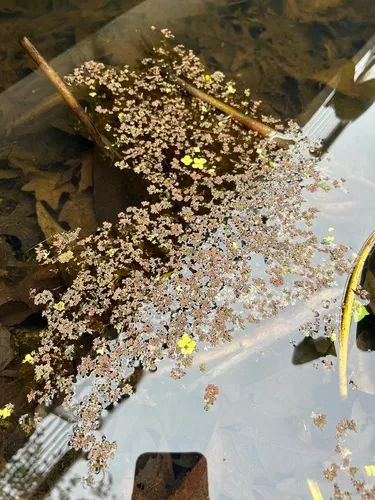 Mexican Mosquito Fern
