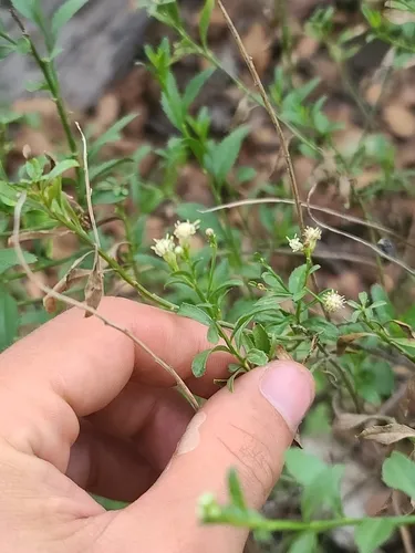 Bigelow's False Willow