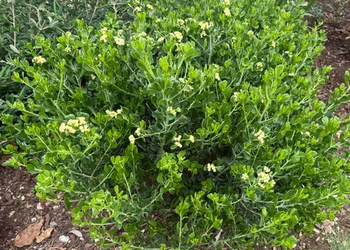 Broombush False Willow