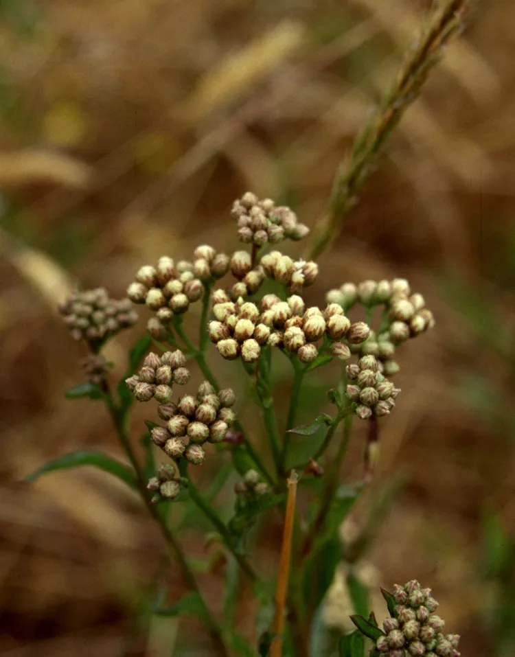 Saltmarsh Baccharis — photo by Gordon Leppig & Andrea J. Pickart