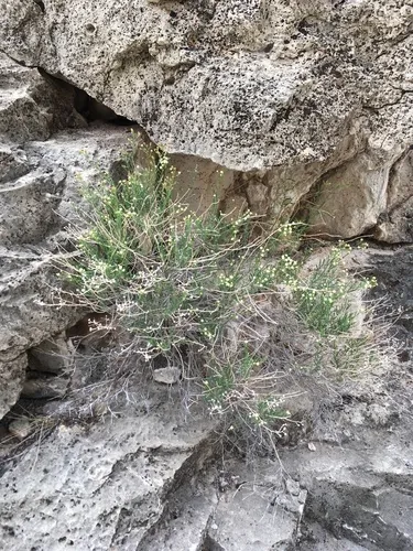 Havard's False Willow — photo by Cecelia Alexander
