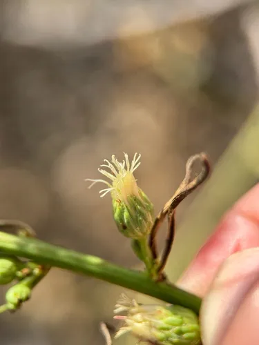 Malibu Baccharis — photo by klicklo