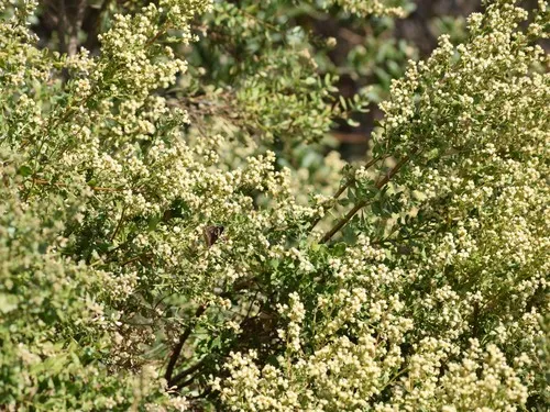 Coyotebrush