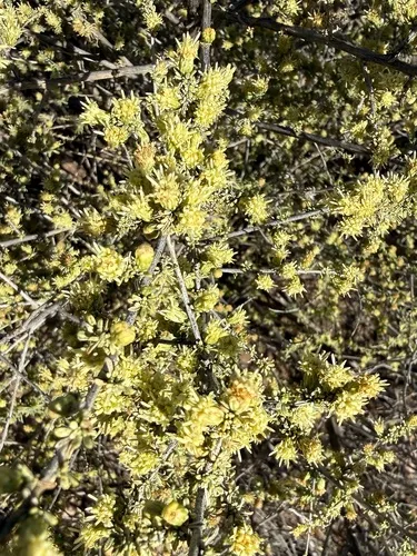 Yerba De Pasmo — photo by D. Doyle