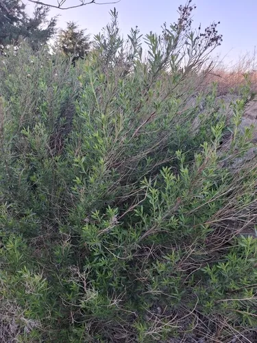 Willow Baccharis — photo by Sean Cozart