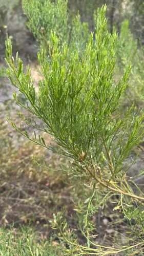 Desertbroom