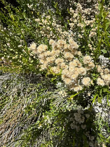 Desert Baccharis
