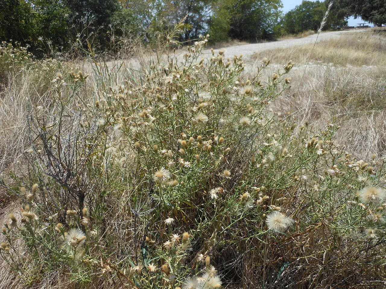 Prairie False Willow — photo by (c) Sam Kieschnick, some rights reserved (CC BY)