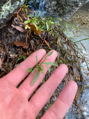 Arizona Baccharis