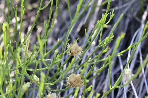 Wright's Baccharis — photo by Matt Langemeier