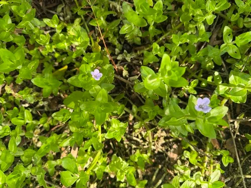 Blue Waterhyssop