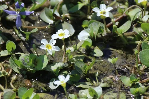Gila River Waterhyssop