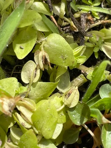 Tropical Waterhyssop