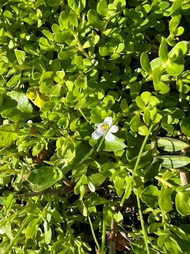 Herb Of Grace