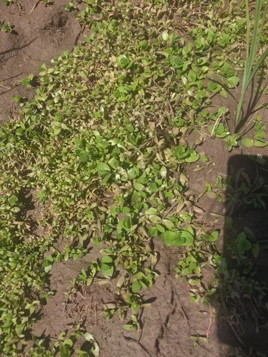 Disk Waterhyssop