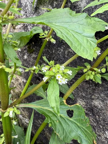 Yerba De Culebra