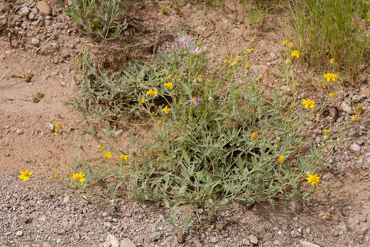 Hairyseed Bahia