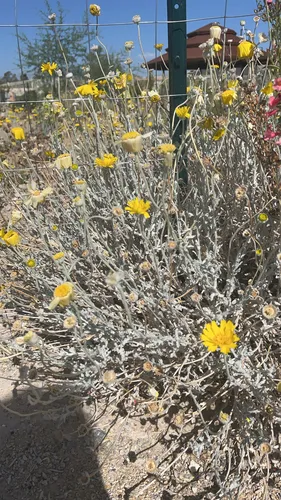 Desert Marigold — photo by hallofrombrazil