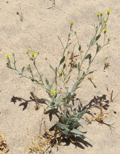 Laxflower