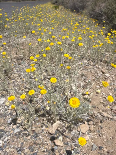 Woolly Desert Marigold