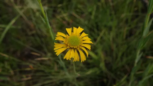 Oneflower Honeycombhead