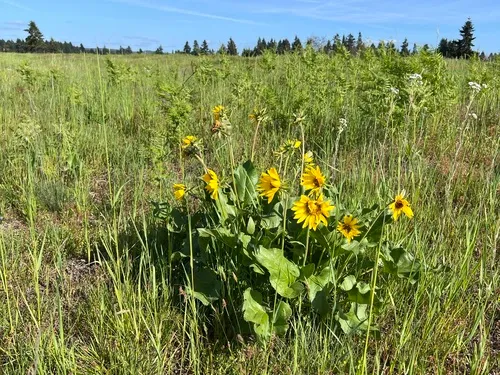 Deltoid Balsamroot — photo by Josh Emm