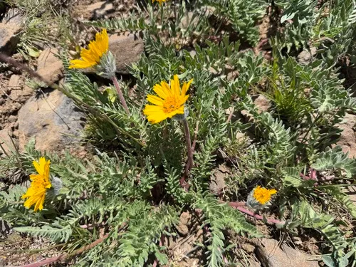 Hooker's Balsamroot (var. hookeri) — photo by James H. Thomas