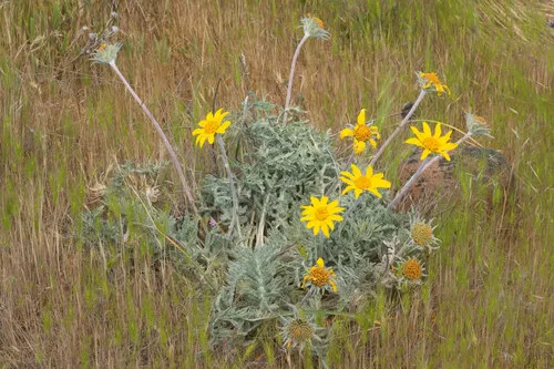 Lanate Balsamroot — photo by barryrice