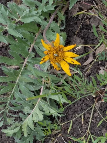 California Balsamroot