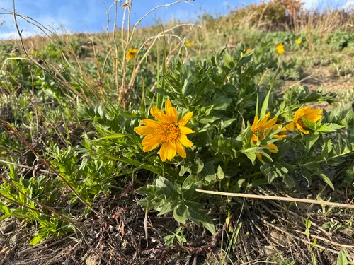 Cutleaf Balsamroot