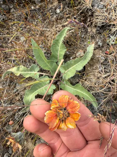 Rosy Balsamroot — photo by botanoah