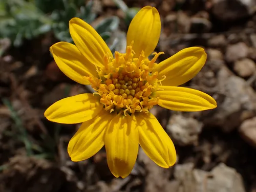 Silky Balsamroot — photo by soundbynature