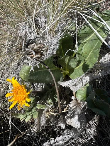 Serrate Balsamroot — photo by laurennorris