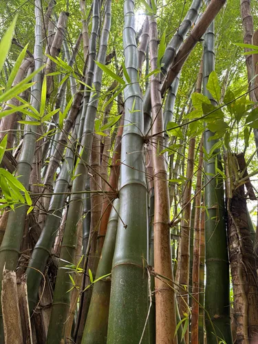 Common Bamboo