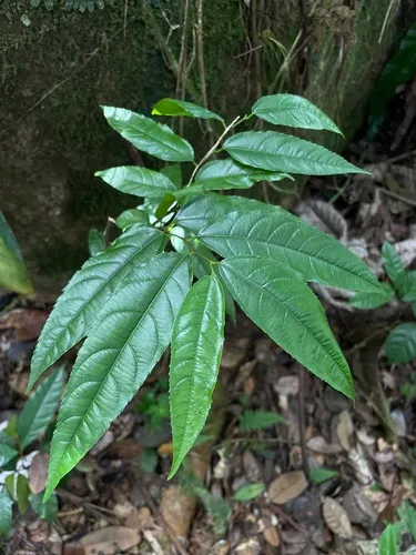 Puerto Rico Palo De Ramon