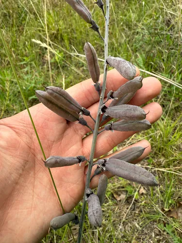 Spiked Wild Indigo — photo by carter
